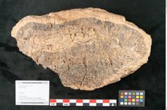 Foto (Objekt + Etikett) von Fern  (NHMW-GEO-2024-0188-11589)